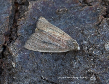 Small Rufous  Coenobia rufa Copyright: Graham Ekins