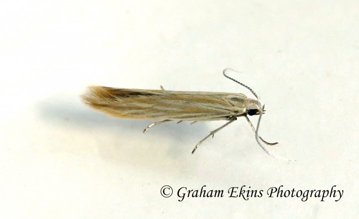 Coleophora striateipennella (GD) Copyright: Graham Ekins