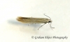 Coleophora striateipennella (GD) Copyright: Graham Ekins