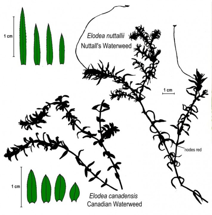 Elodea Copyright: Ken Adams