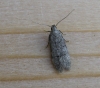 Teliodes vulgella
