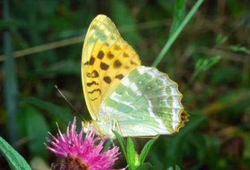 Argynnis paphia-hind wing Copyright: Peter Harvey