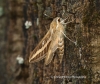 Striped Hawk-moth Hyles livornica Copyright: Graham Ekins