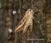 Striped Hawk-moth Hyles livornica