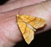 Orange Sallow 2 