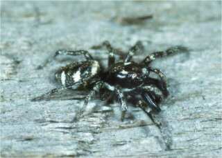 Salticus scenicus