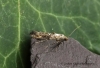 Epermenia chaerophyllella 4 Copyright: Graham Ekins