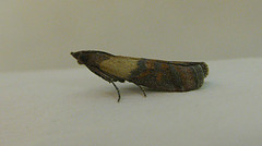 Indian Meal Moth Copyright: Stephen Rolls