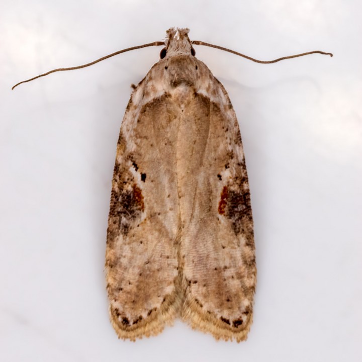 Agonopterix alstromeriana 31-03-2021 Copyright: Bill Crooks