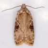 Agonopterix alstromeriana 31-03-2021 Copyright: Bill Crooks