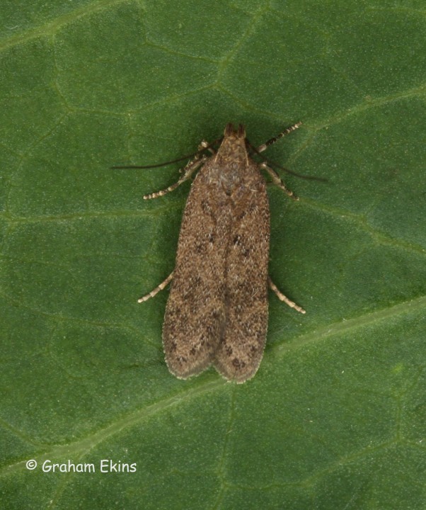 Bryotropha terrella 4 Copyright: Graham Ekins