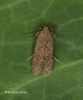 Bryotropha terrella 4