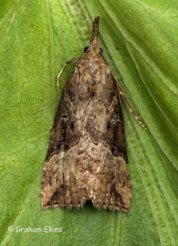 Hypena rostralis  Buttoned Snout 1 Copyright: Graham Ekins