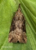 Hypena rostralis  Buttoned Snout 1