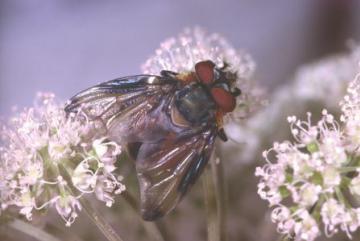 Phasia hemiptera Copyright: Peter Harvey