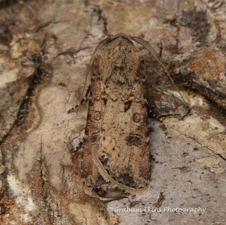 Agrotis segetum  Turnip 5 Copyright: Graham Ekins