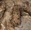 Agrotis segetum  Turnip 5