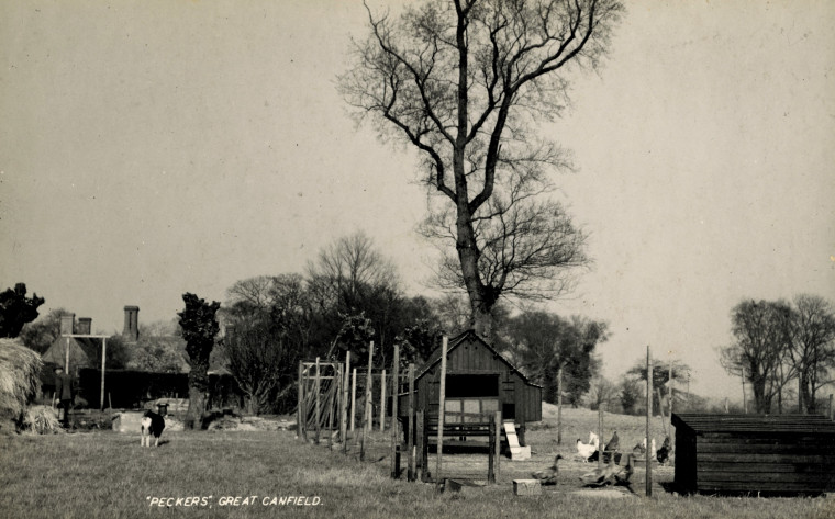 Great Canfield Peckers Copyright: William George