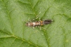 Cosmopterix zieglerella Copyright: Peter Harvey