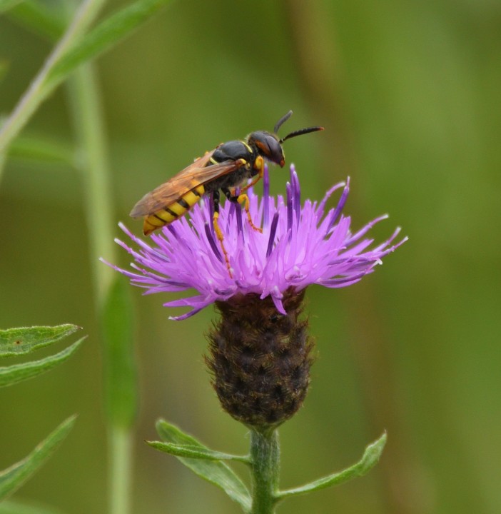 A Digger Wasp - Essex RDB Fingringhoe Copyright: Malcolm Riddler