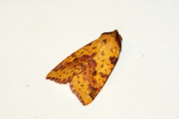 Pink-barred Sallow 2 Copyright: Ben Sale