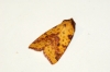Pink-barred Sallow 2 