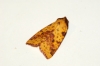 Pink-barred Sallow 2 Copyright: Ben Sale