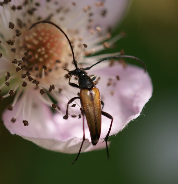 Stenurella melanura 01 Copyright: Robert Smith