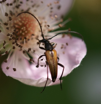 Stenurella melanura 01 Copyright: Robert Smith