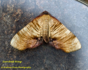 Scorched Wing  Plagodis dolabraria Copyright: Graham Ekins