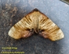 Scorched Wing  Plagodis dolabraria