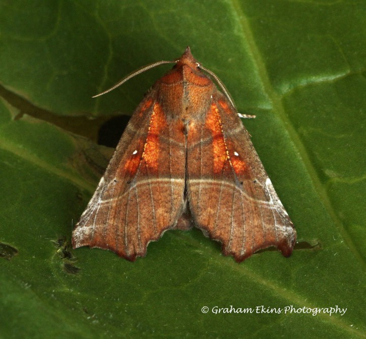 Scoliopteryx libatrix   Herald 1 Copyright: Graham Ekins