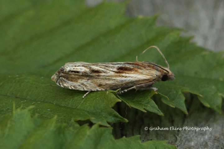 Eucosma cana 4 Copyright: Graham Ekins