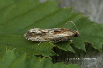 Eucosma cana 4 Copyright: Graham Ekins