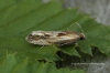 Eucosma cana 4 Copyright: Graham Ekins