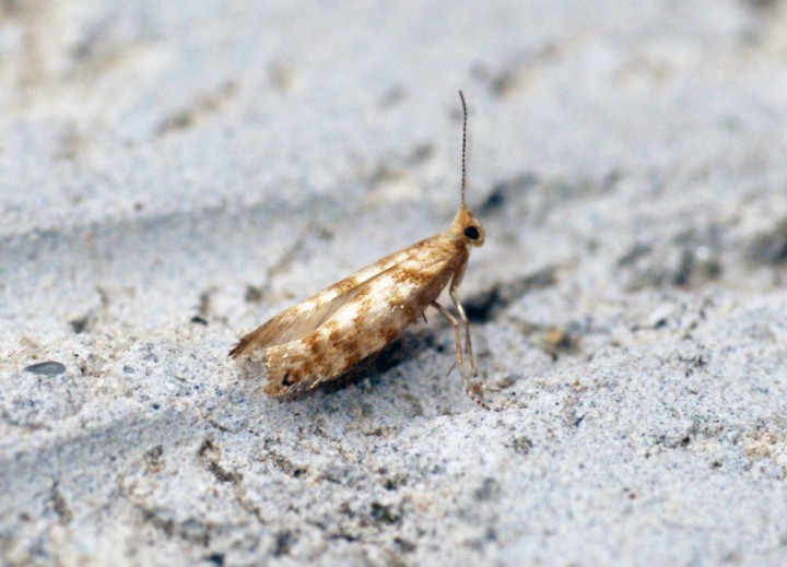 Argyresthia cupressella Copyright: Ben Sale