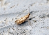 Argyresthia cupressella Copyright: Ben Sale