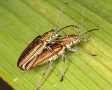 Donacia vulgaris Copyright: Peter Harvey