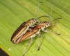 Donacia vulgaris Copyright: Peter Harvey