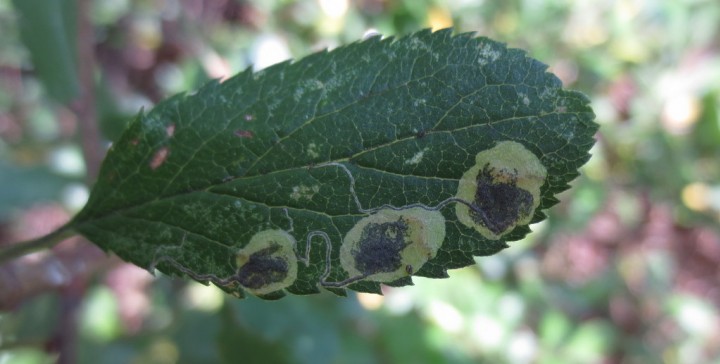 Stigmella plagicolella Copyright: Stephen Rolls