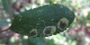 Stigmella plagicolella Copyright: Stephen Rolls