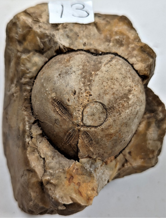 Purfleet Fossil Flint Micraster echinoid and brachiopod Copyright: Mike Daniels Collection