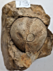 Purfleet Fossil Flint Micraster echinoid and brachiopod