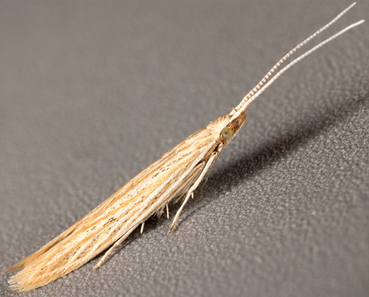 Pale Orache Case-bearer (Coleophora versurella) (GD) Copyright: Bill Crooks