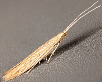 Pale Orache Case-bearer (Coleophora versurella) (GD) Copyright: Bill Crooks