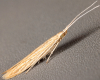 Pale Orache Case-bearer (Coleophora versurella) (GD)