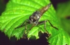 Machimus atricapillus