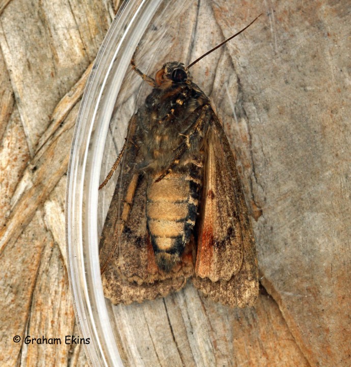 Amphipyra berbera  Svensson's Copper Underwing Copyright: Graham Ekins