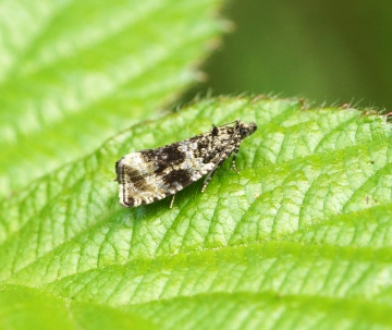 Celypha lacunana 4 Copyright: Ben Sale