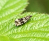 Celypha lacunana 4 Copyright: Ben Sale